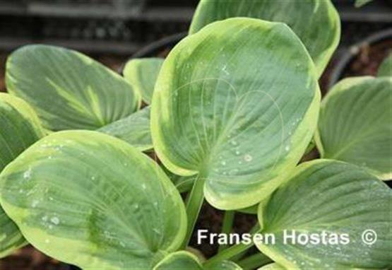Hosta Wagon Wheels