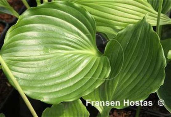 Hosta Warwick Ballerina