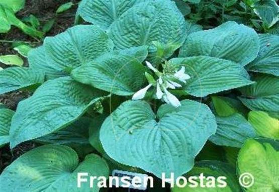 Hosta Warwick Essence