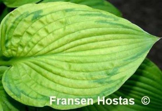 Hosta Watermark