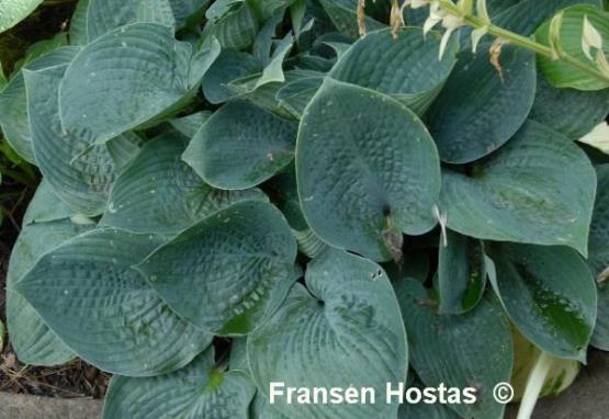 Hosta Waukon Water