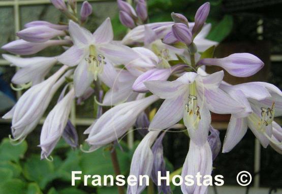 Hosta Whirlwind Tour