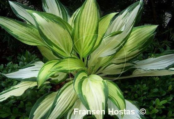 Hosta White Elephant