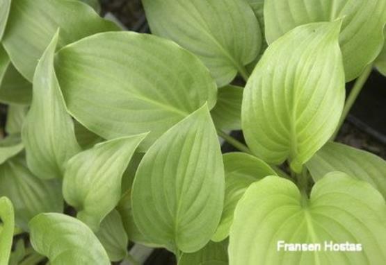 Hosta White Fairy