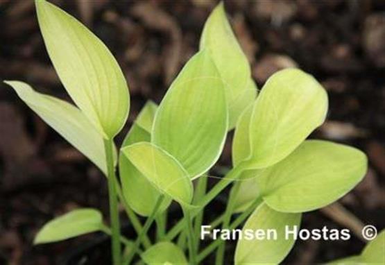 Hosta White Lightning