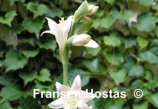 Hosta White Triumphator