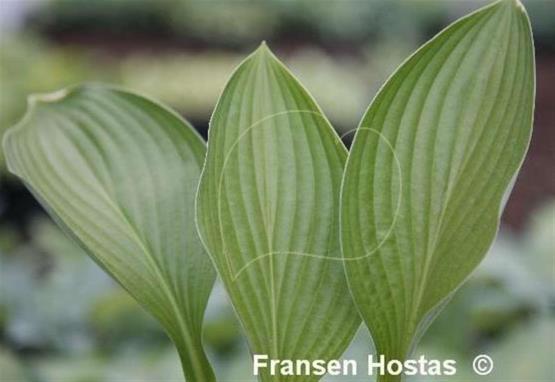 Hosta White Triumphator