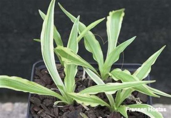 Hosta Wiggle Worms