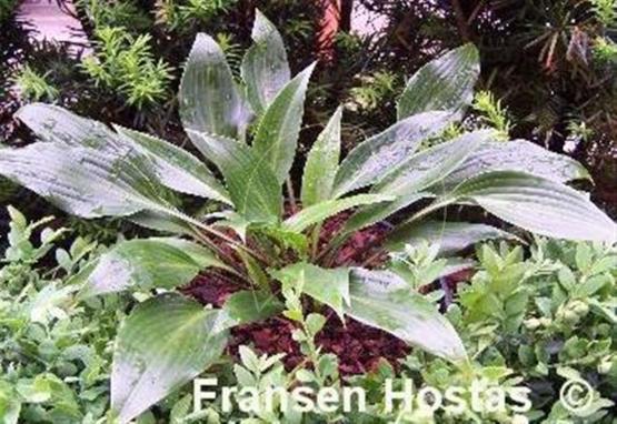 Hosta Wily Willy