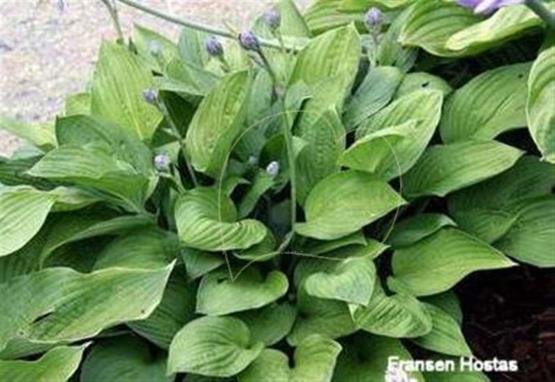 Hosta Windsor Gold