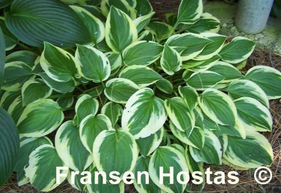 Hosta Winsome