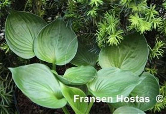 Hosta Worldly Treasure