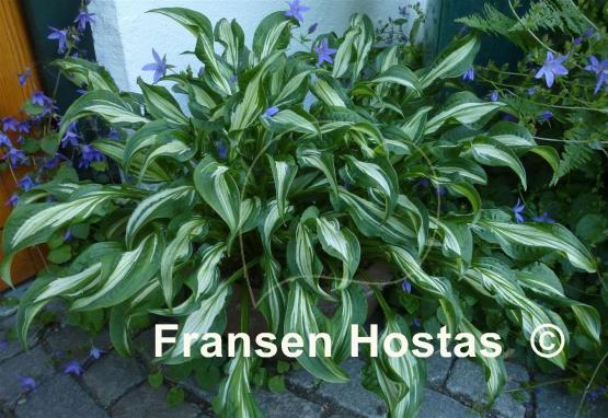 Hosta X-Ray