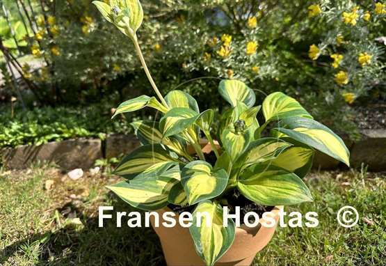 Hosta X-cellent