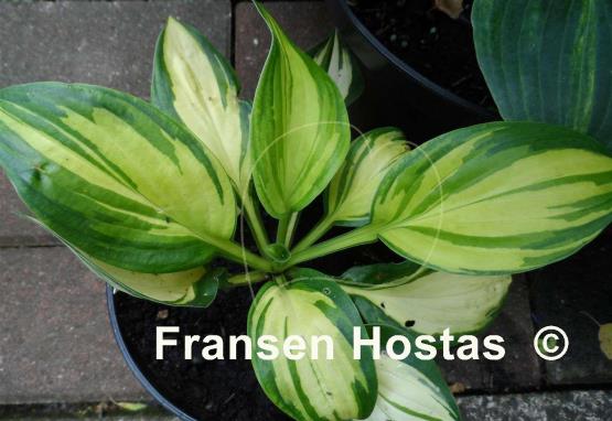 Hosta X-cellent