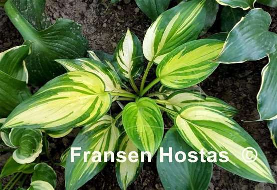 Hosta X-cellent