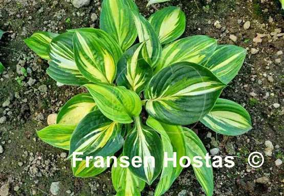 Hosta X-cellent
