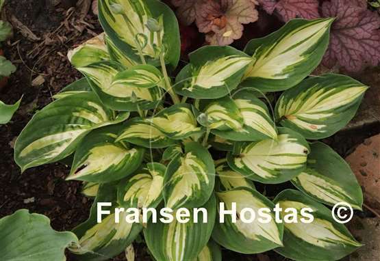 Hosta X-cellent
