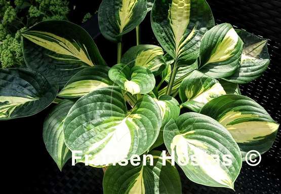 Hosta X-cellent