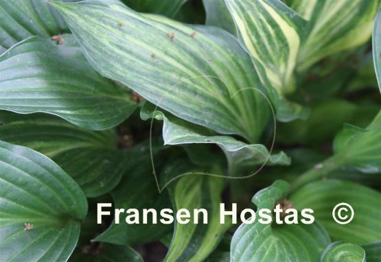 Hosta Xanadu Virginia Mary