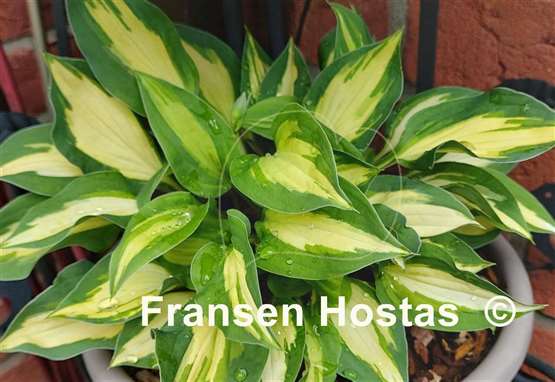 Hosta Xanadu
