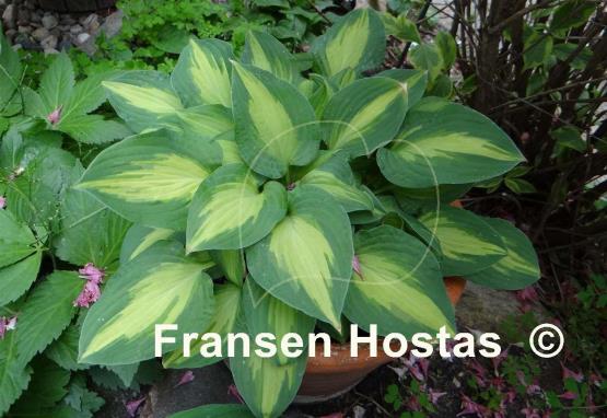 Hosta Xanadu