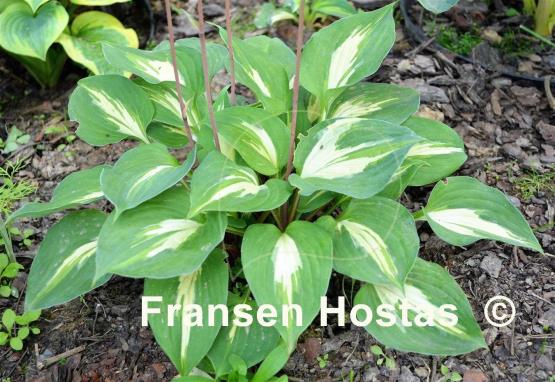 Hosta Xanadu