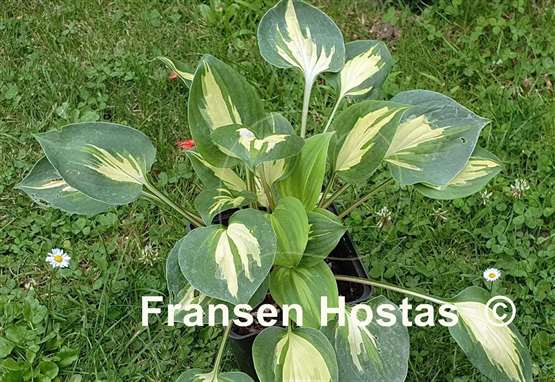 Hosta Xanadu