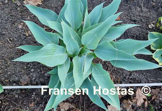 Hosta Yankee Blue