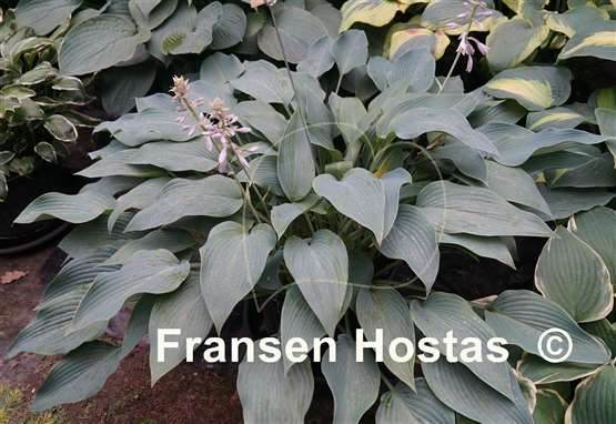 Hosta Yankee Blue