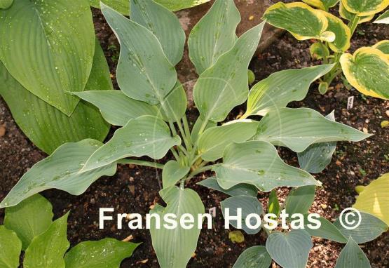 Hosta Yankee Blue