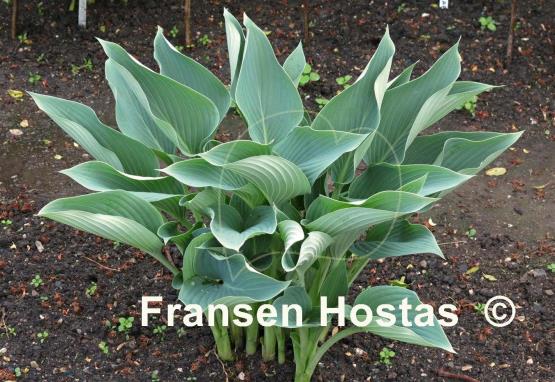 Hosta Yankee Blue