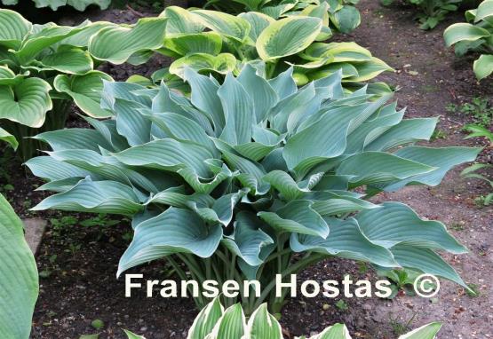 Hosta Yankee Blue