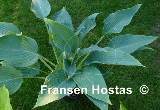 Hosta Yankee Blue