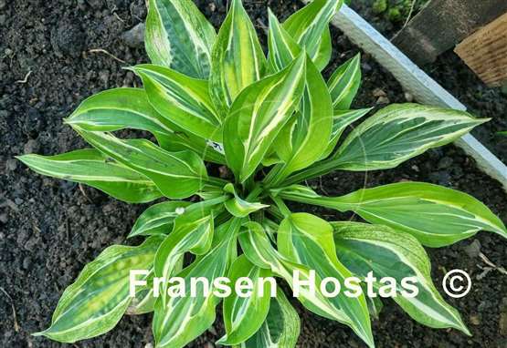Hosta Yap Yum