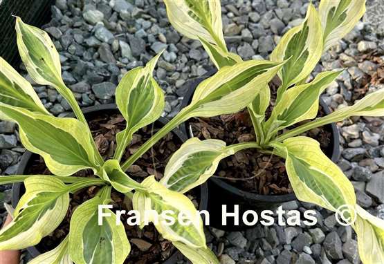 Hosta Yap Yum