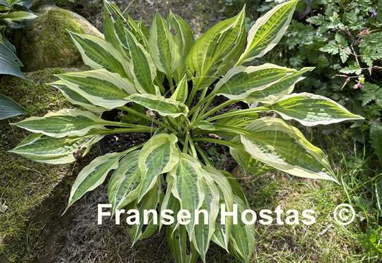 Hosta Yap Yum