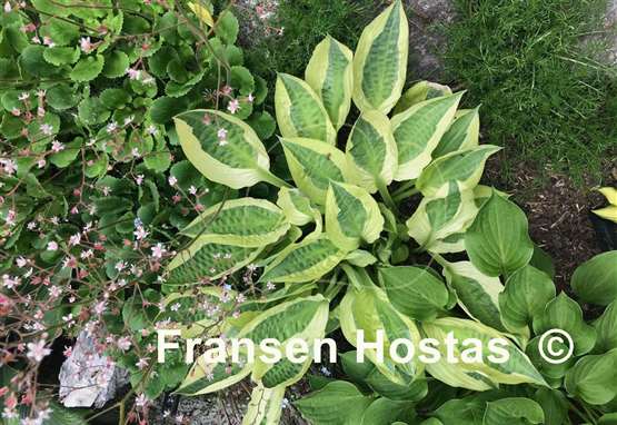 Hosta Yellow Polka Dot Bikini