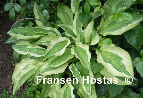 Hosta Yellow Polka Dot Bikini