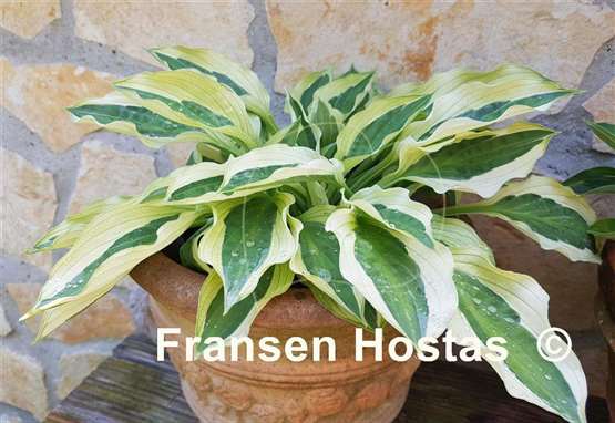 Hosta Yellow Polka Dot Bikini
