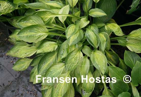 Hosta Yellow Polka Dot Bikini