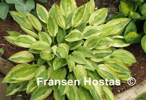 Hosta Yellow Polka Dot Bikini