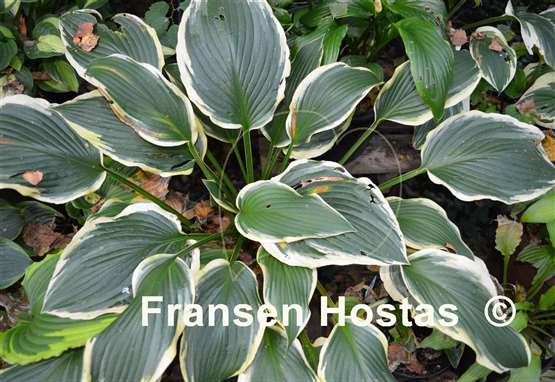 Hosta Yellow River