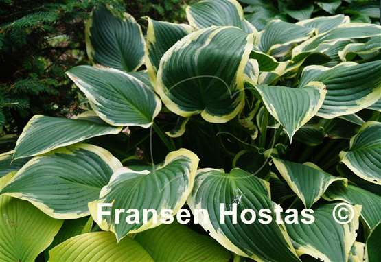 Hosta Yellow River