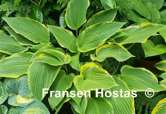 Hosta Yellow River