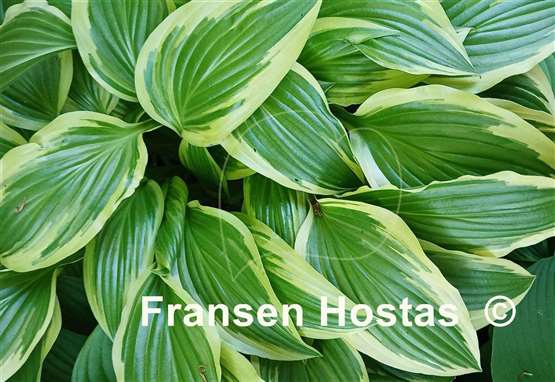 Hosta Yellow Splash Rim