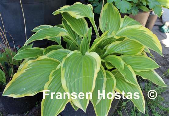Hosta Yellow Splash Rim