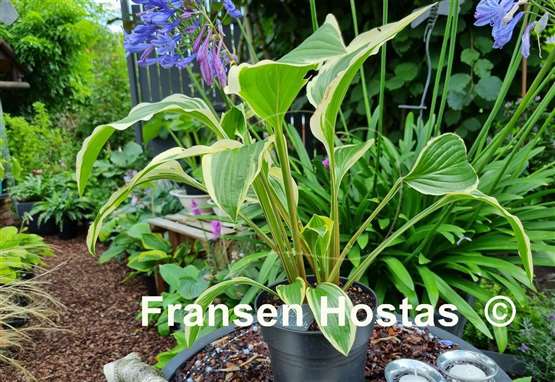 Hosta Yellow Splash Rim
