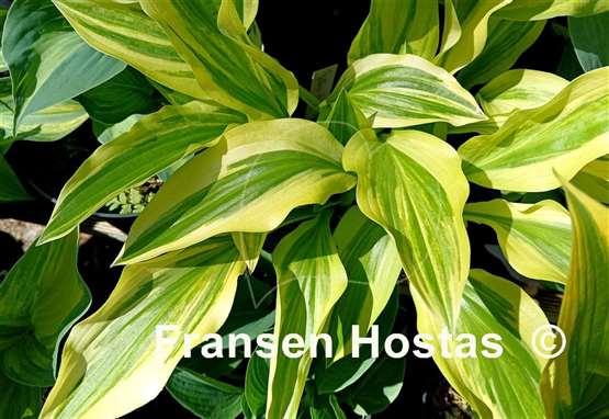 Hosta Yellow Splash