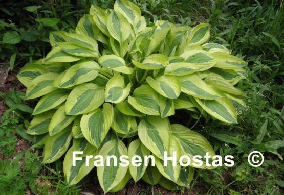 Hosta Yellow Polka Dot Bikini